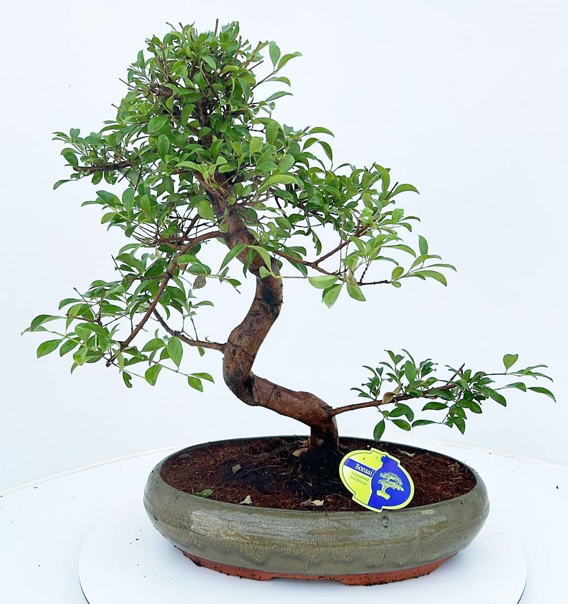 Горшечные цветы и растения оптом Bonsai Eugenia Uniflora от 1шт из Голландии с доставкой по России