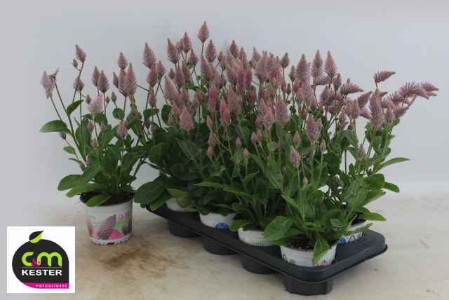Горшечные цветы и растения оптом Ptilotus Ex Joey от 8шт из Голландии с доставкой по России