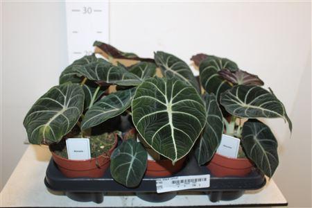 Горшечные цветы и растения оптом Aloc Black Velvet от 6шт (для телеги) из Голландии с доставкой по России Горшечные цветы и растения оптом Aloc Black Velvet от 6шт (для телеги) из Голландии с доставкой по России