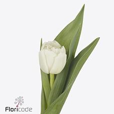 Срезанные цветы оптом Tulipa do galileo от 50шт из Голландии с доставкой по России