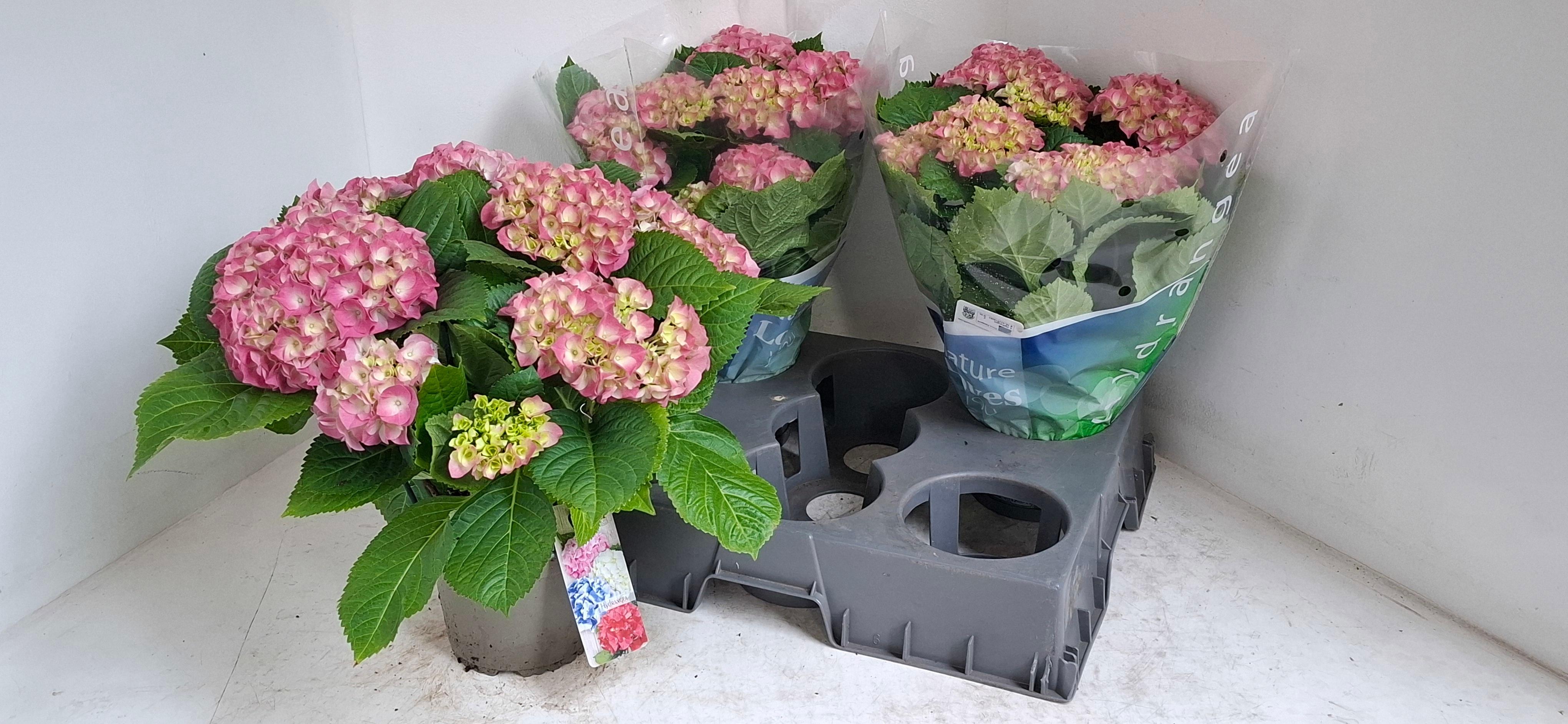 Горшечные цветы и растения оптом Hydrangea Ma Blauer Zwerg 5+ от 3шт из Голландии с доставкой по России