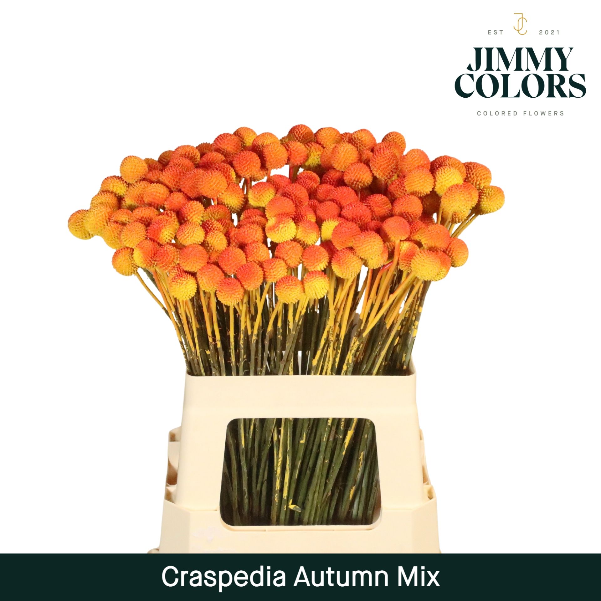 Срезанные цветы оптом Craspedia paint mix autumn от 100шт из Голландии с доставкой по России