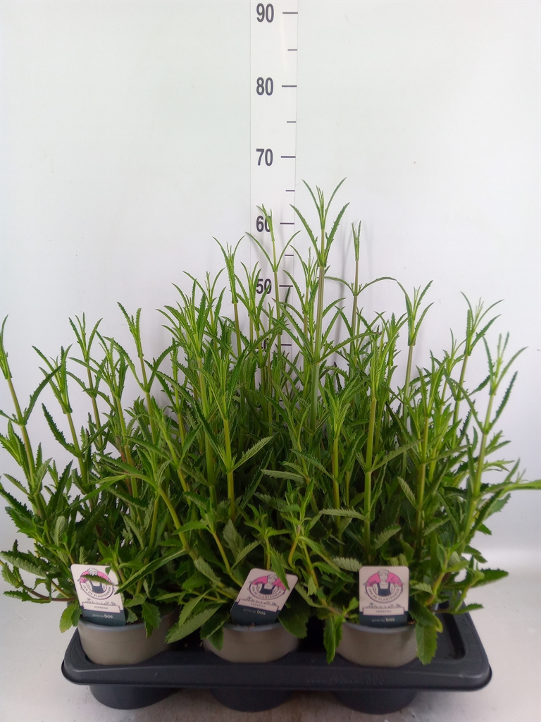 Горшечные цветы и растения оптом Verbena Bonariensis от 6шт из Голландии с доставкой по России