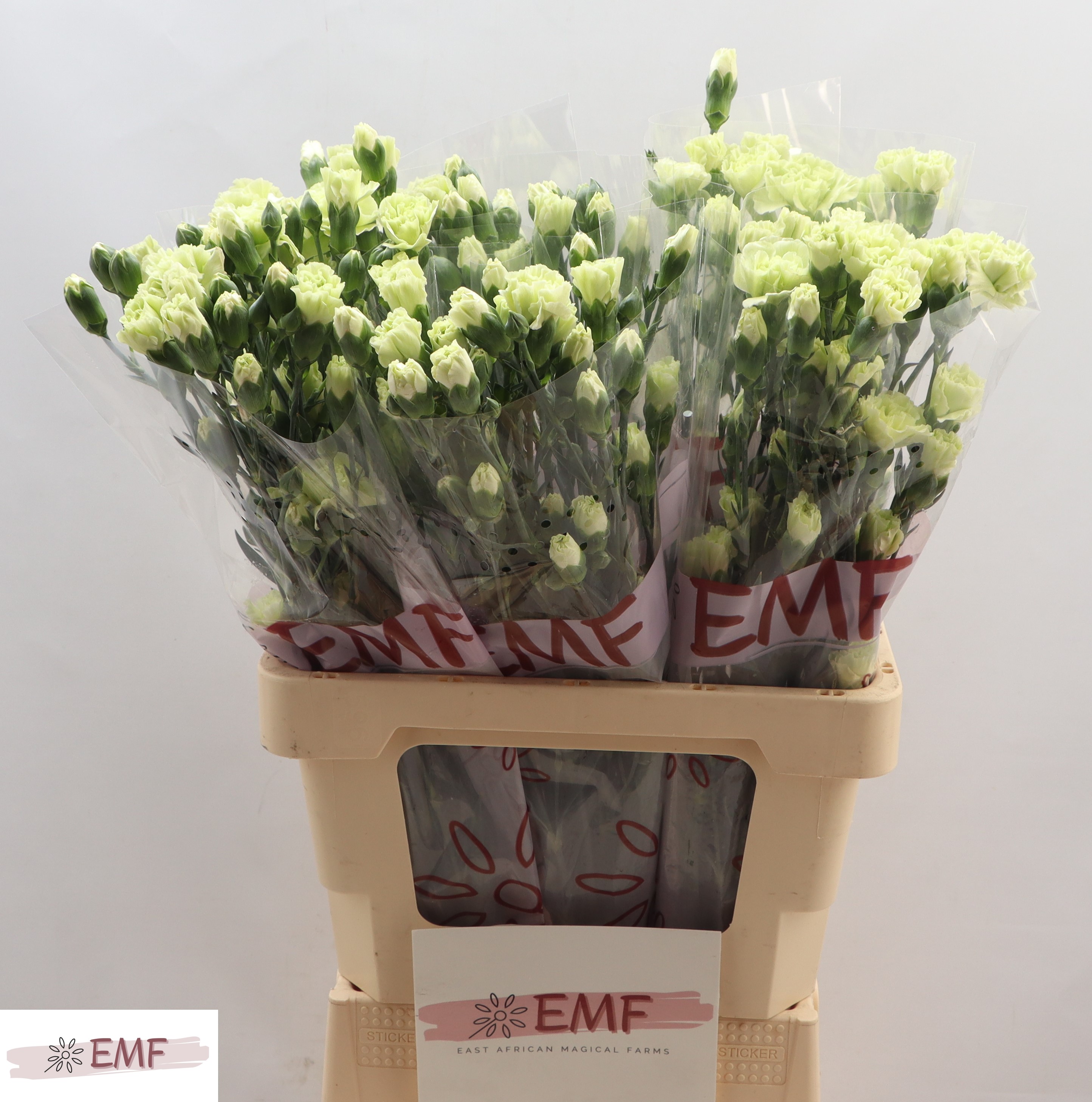 Срезанные цветы оптом Dianthus sp parsley+ от 60шт из Голландии с доставкой по России