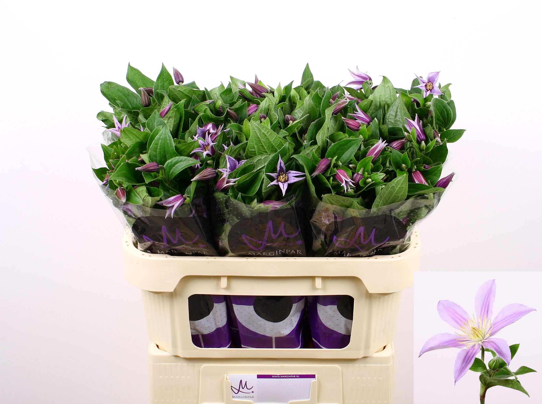 Срезанные цветы оптом Clematis star river от 60шт. из Голландии с доставкой по России