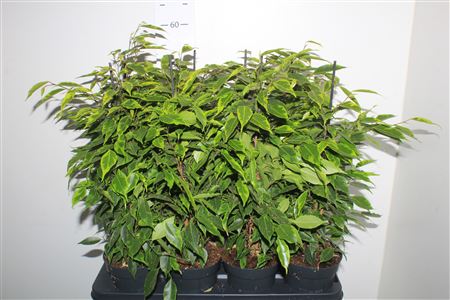 Горшечные цветы и растения оптом Ficus Be Anastasia от 8шт из Голландии с доставкой по России