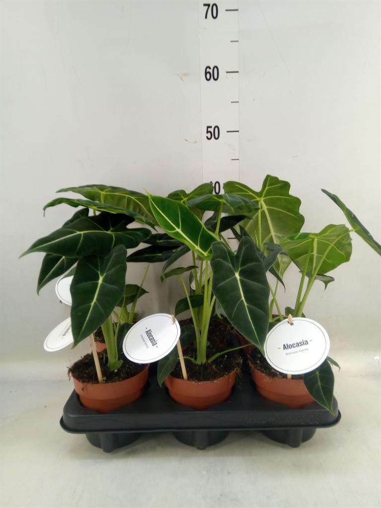 Горшечные цветы и растения оптом Alocasia   ... от 6шт (для телеги) из Голландии с доставкой по России