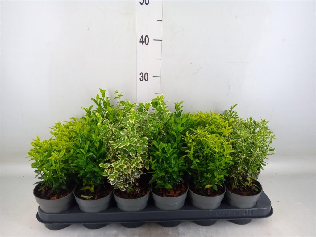Горшечные цветы и растения оптом Euonymus Japon.   ...mix от 18шт (для телеги) из Голландии с доставкой по России