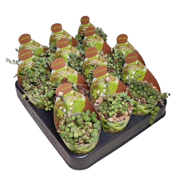 Горшечные цветы и растения оптом Senecio Rowleyanus Potcover от 12шт (для телеги) из Голландии с доставкой по России