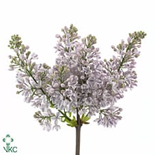 Срезанные цветы оптом Syringa lila wonder от 40шт из Голландии с доставкой по России