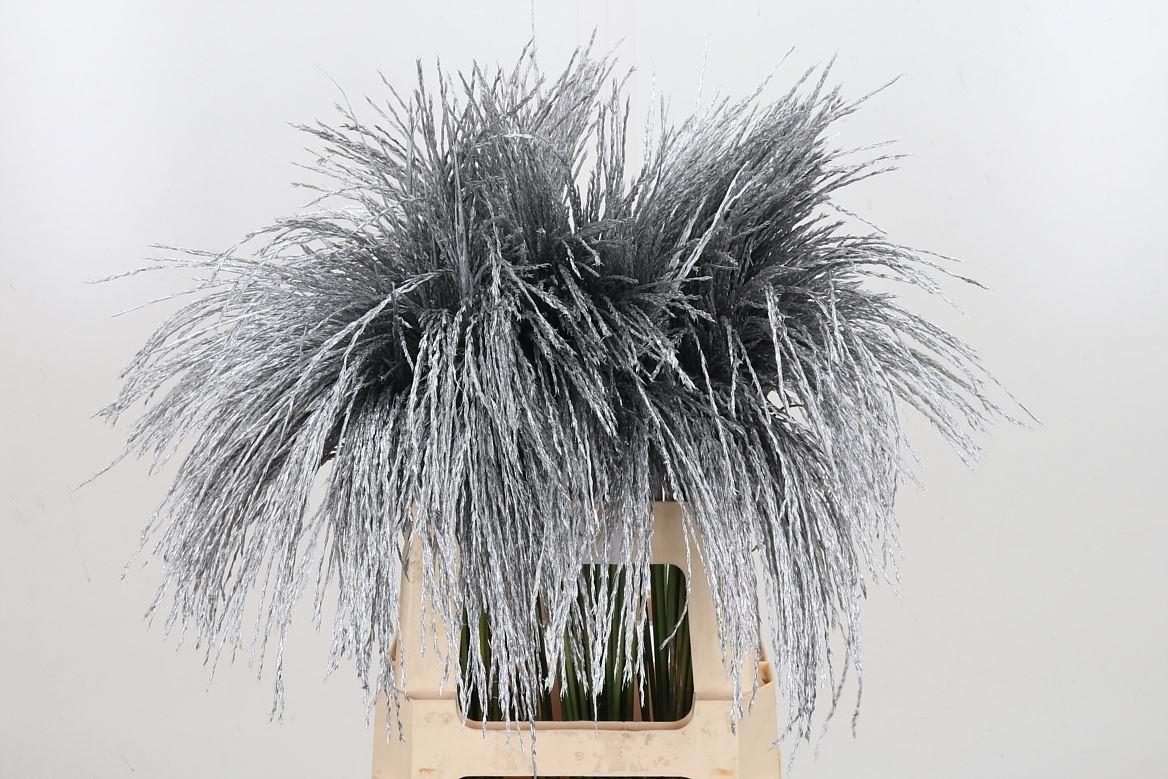 Срезанные цветы оптом Miscanthus paint silver от 100шт из Голландии с доставкой по России