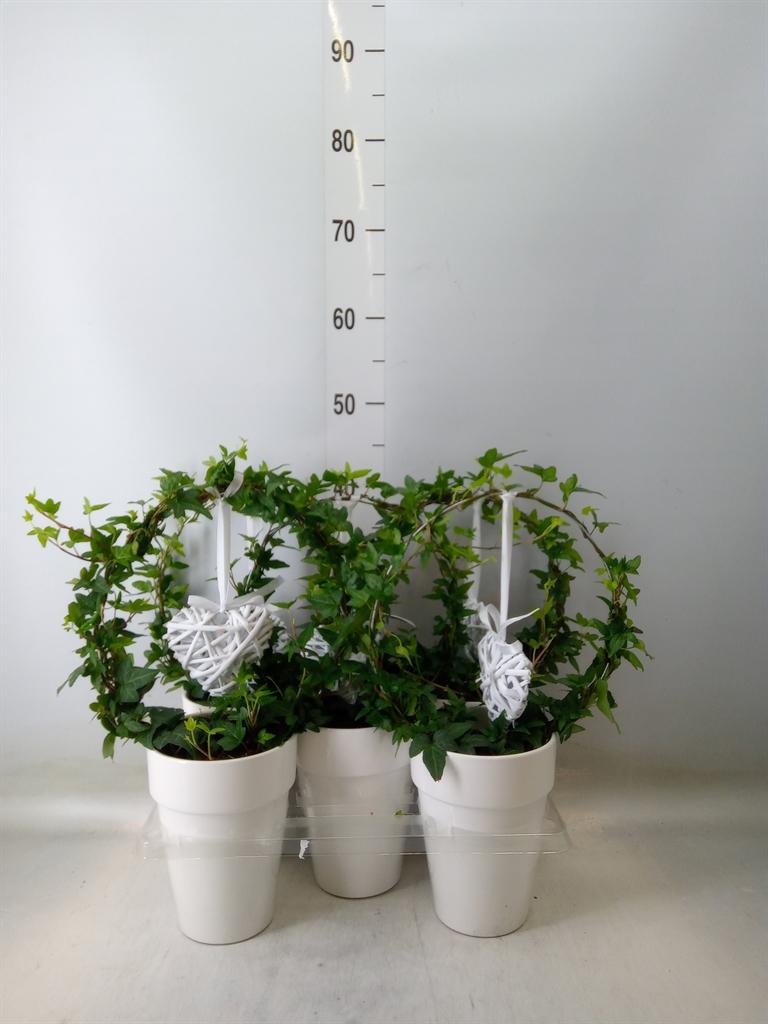 Горшечные цветы и растения оптом Hedera   ...green Leafed от 5шт из Голландии с доставкой по России