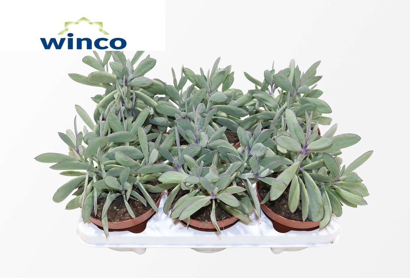 Горшечные цветы и растения оптом Senecio Crassisimus от 6шт из Голландии с доставкой по России