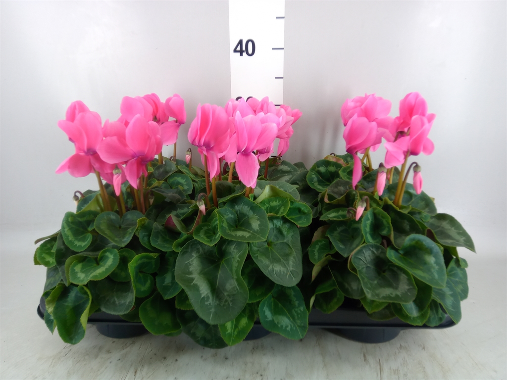 Горшечные цветы и растения оптом Cyclamen Gr leopardo от 6шт (для телеги) из Голландии с доставкой по России