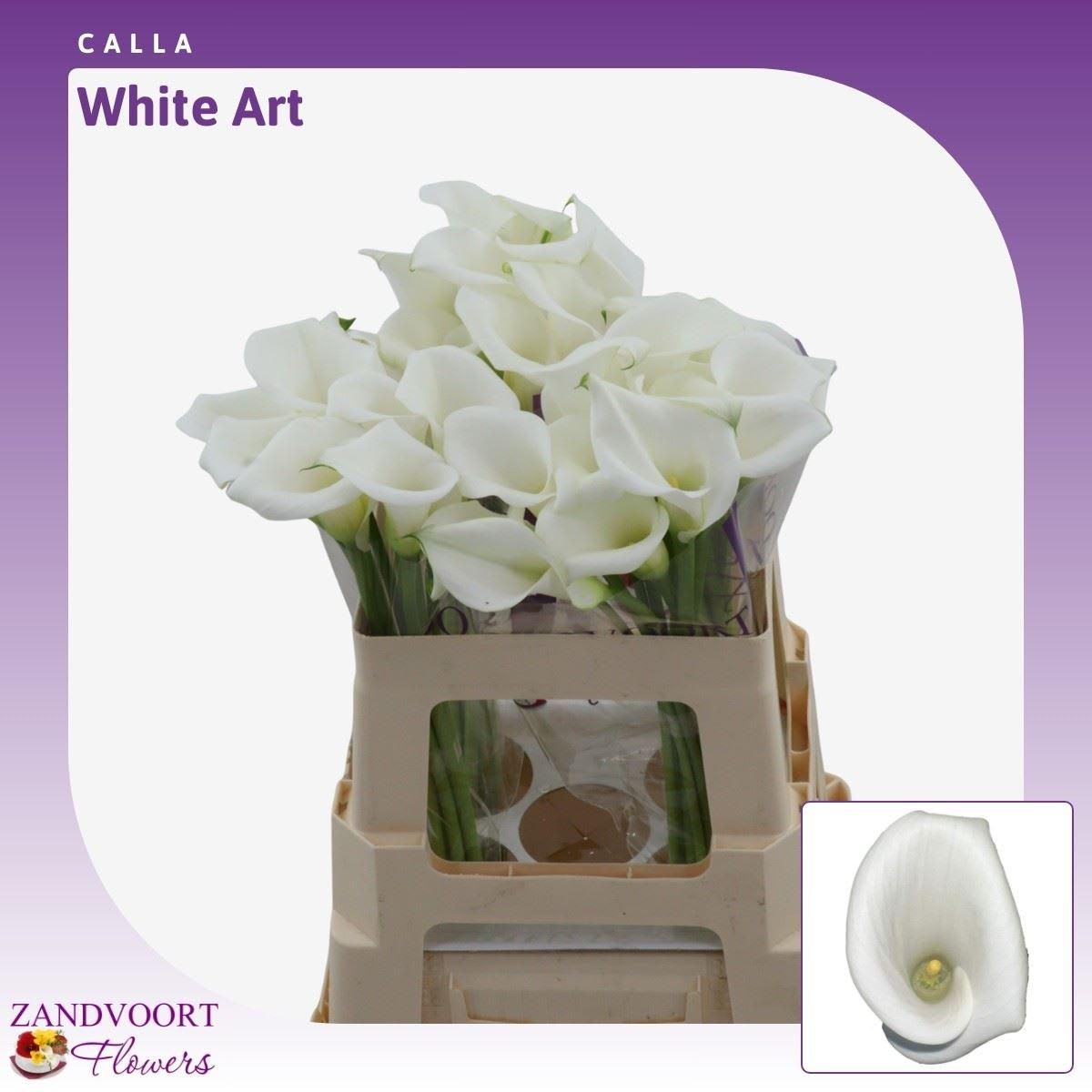 Срезанные цветы оптом Zantedeschia white art от 40шт из Голландии с доставкой по России