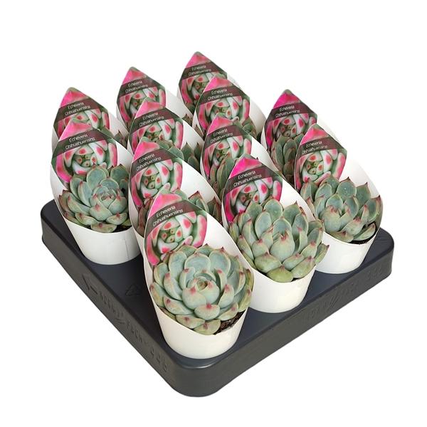 Горшечные цветы и растения оптом Echeveria Chihuahuaensis Potcover от 12шт (для телеги) из Голландии с доставкой по России