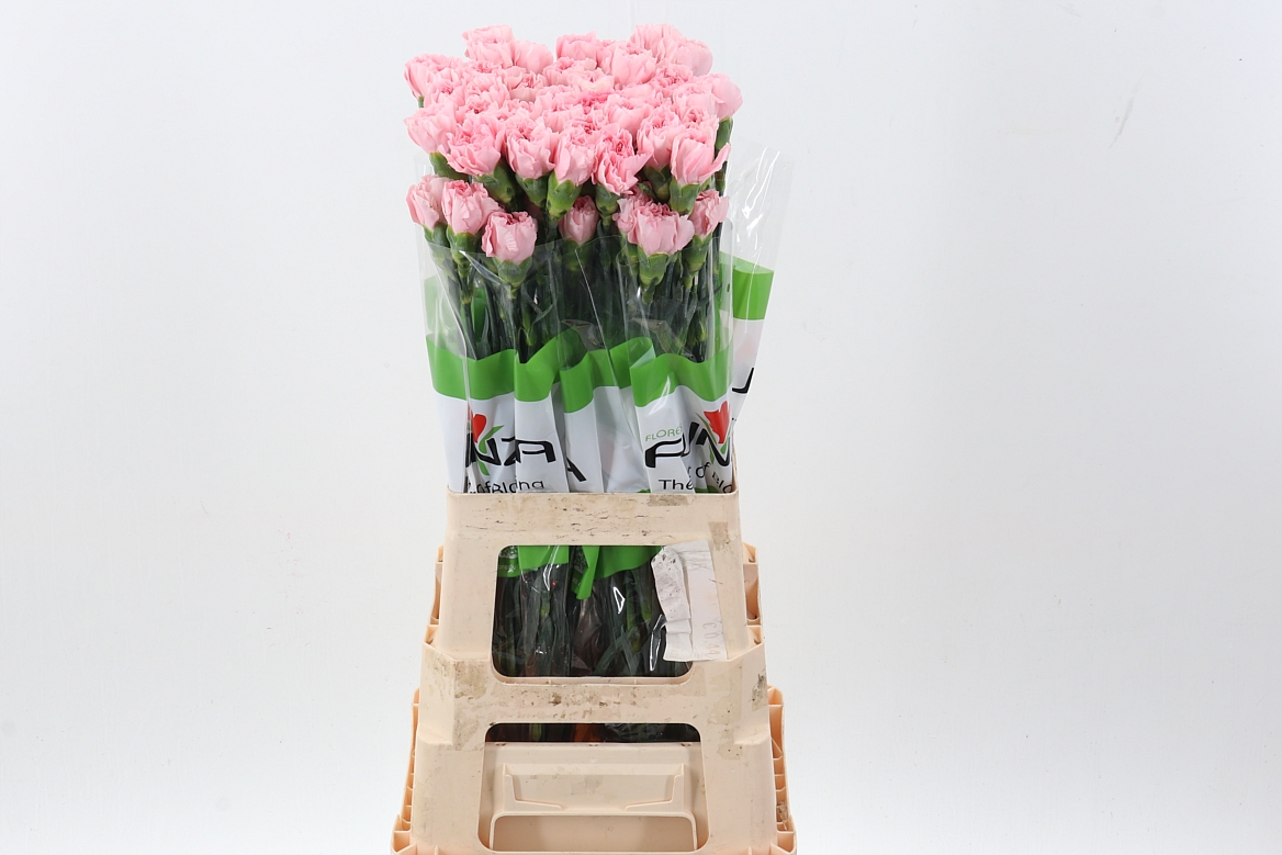 Срезанные цветы оптом Dianthus st pink cute от 80шт из Голландии с доставкой по России