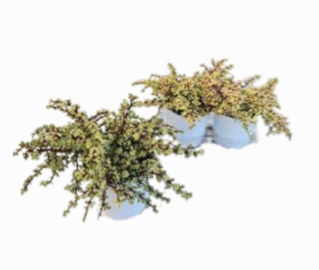 Горшечные цветы и растения оптом Portulac A Variegata от 3шт из Голландии с доставкой по России