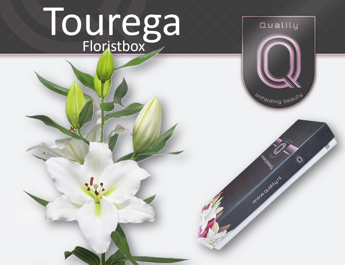 Срезанные цветы оптом Lilium or tourega от 50шт из Голландии с доставкой по России