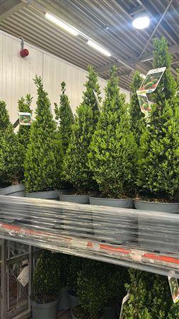 Горшечные цветы и растения оптом Buxu Se Pyramidalis 70cm P19 *spring Deal * от 1шт из Голландии с доставкой по России