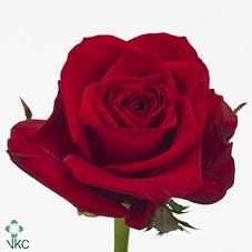 Срезанные цветы оптом Rosa large freedom от 60шт из Голландии с доставкой по России