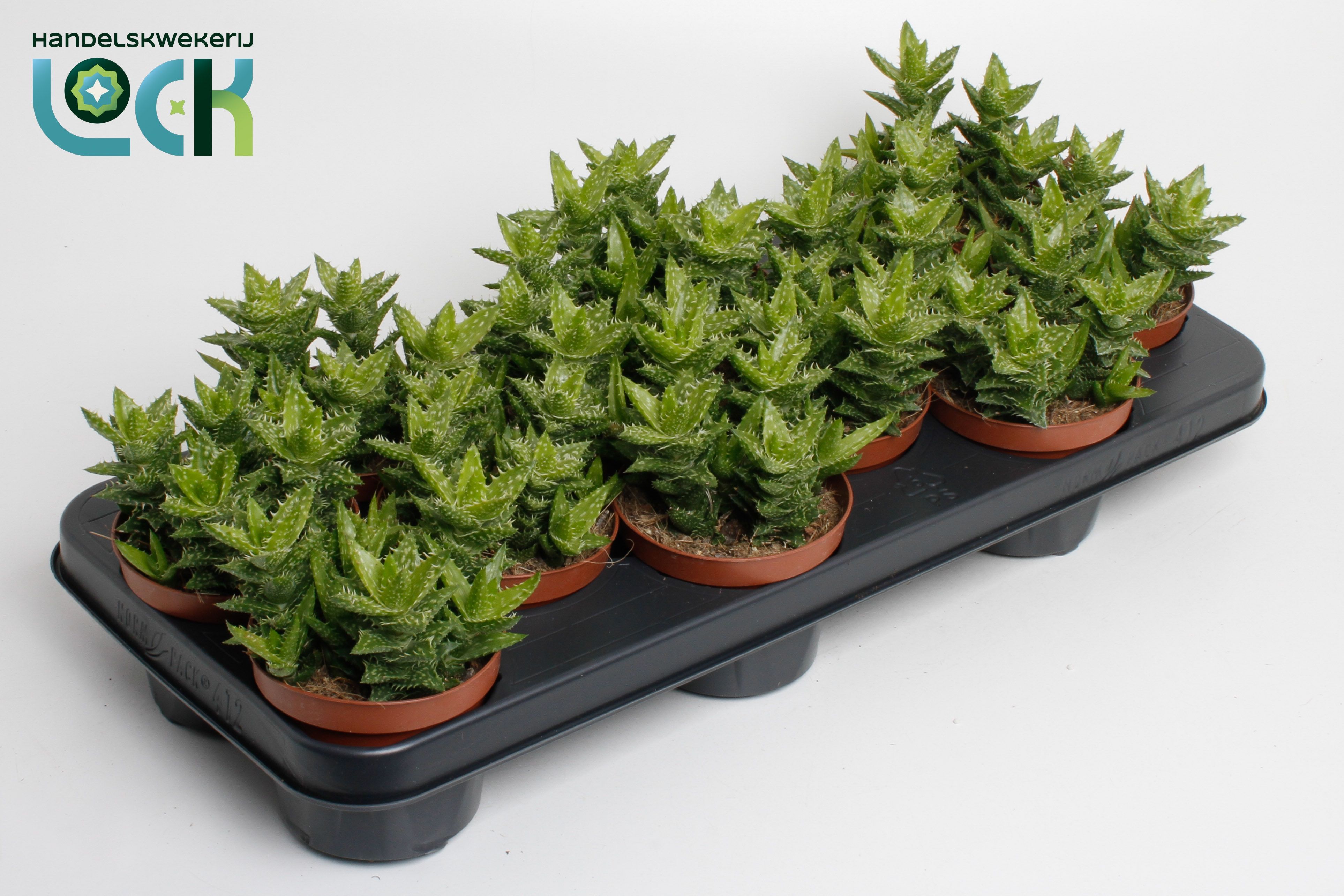 Горшечные цветы и растения оптом Aloe Squarosa от 9шт из Голландии с доставкой по России