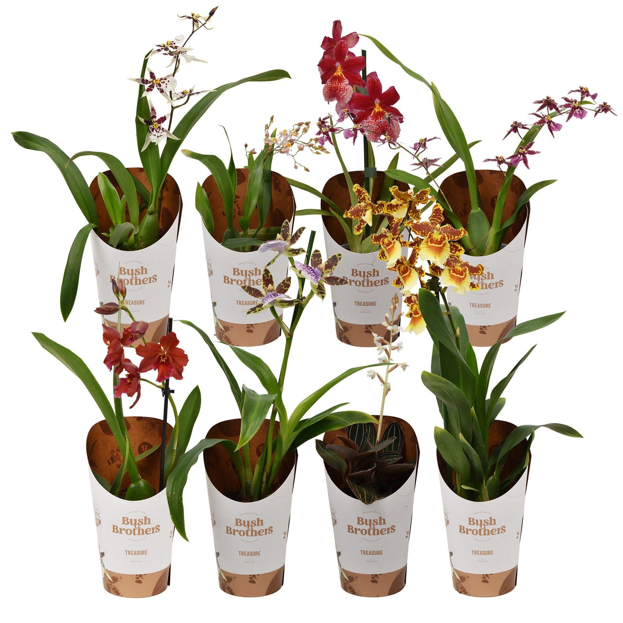 Горшечные цветы и растения оптом Orchid 1-2st Mix от 12шт (для телеги) из Голландии с доставкой по России