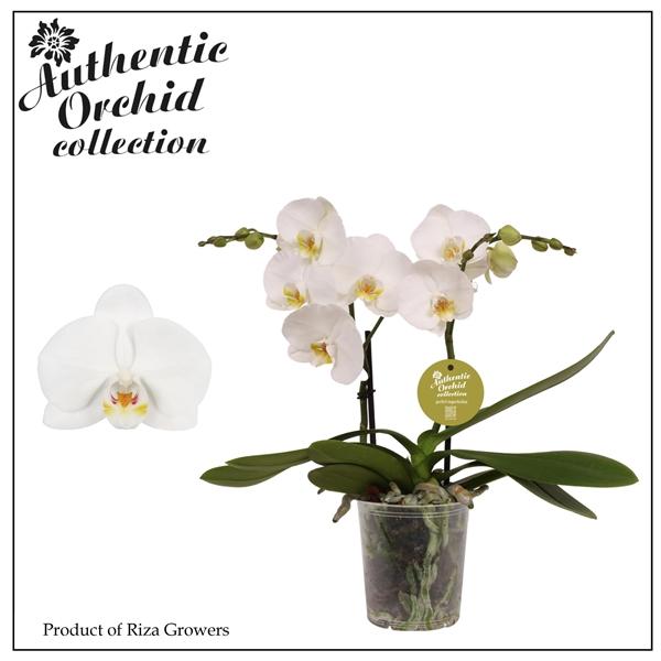 Горшечные цветы и растения оптом Phal 2st Authentic Spirit White 12+ (orchid Grower от 6шт из Голландии с доставкой по России