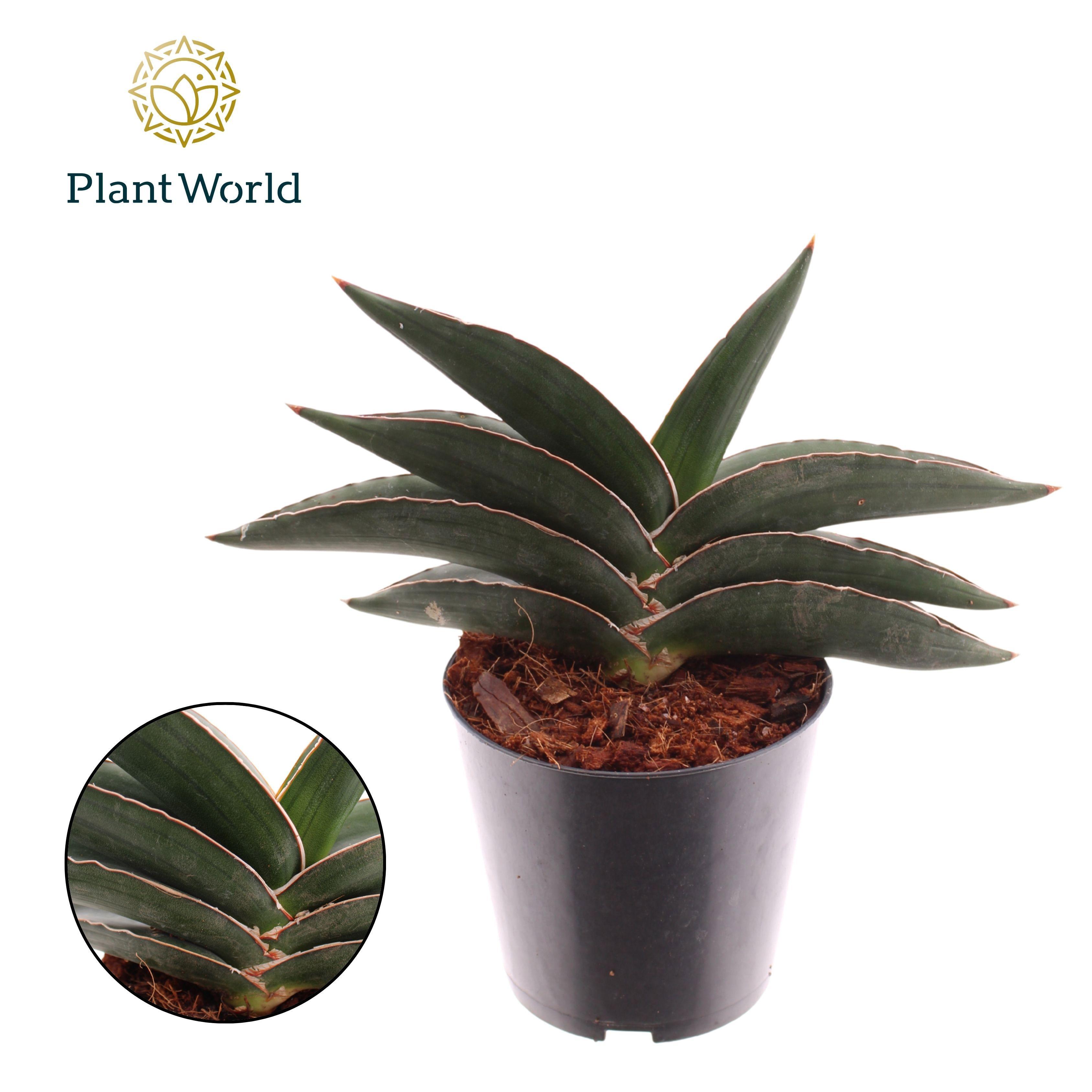 Горшечные цветы и растения оптом Sansevieria Samurai от 8шт из Голландии с доставкой по России
