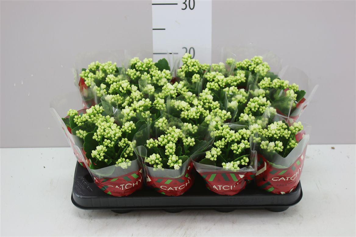 Горшечные цветы и растения оптом Kalanchoe Calandiva Wit от 16шт (для телеги) из Голландии с доставкой по России