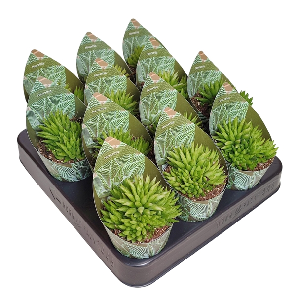 Горшечные цветы и растения оптом Haworthia Mucronata Potcover от 12шт из Голландии с доставкой по России