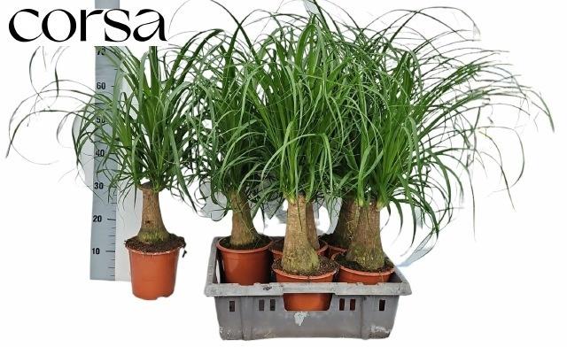 Горшечные цветы и растения оптом Beaucarnea Recur от 6шт из Голландии с доставкой по России