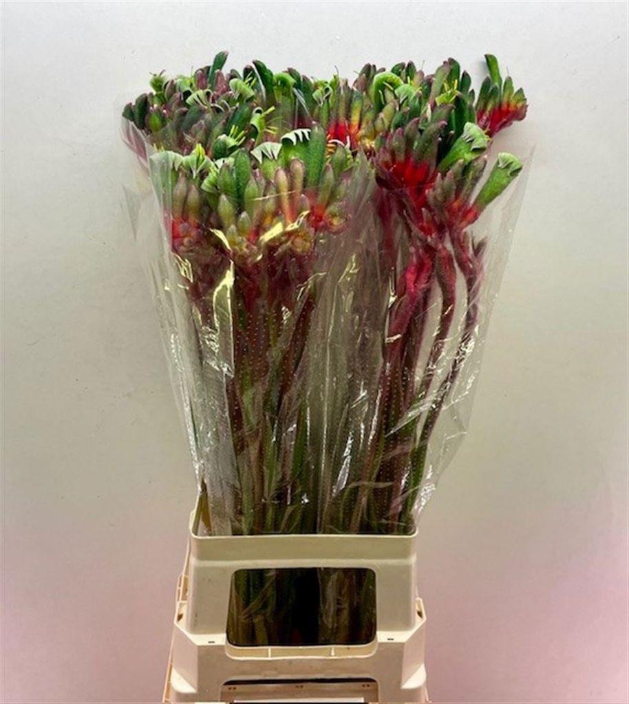 Срезанные цветы оптом Anigozanthos royal cheer от 40шт из Голландии с доставкой по России