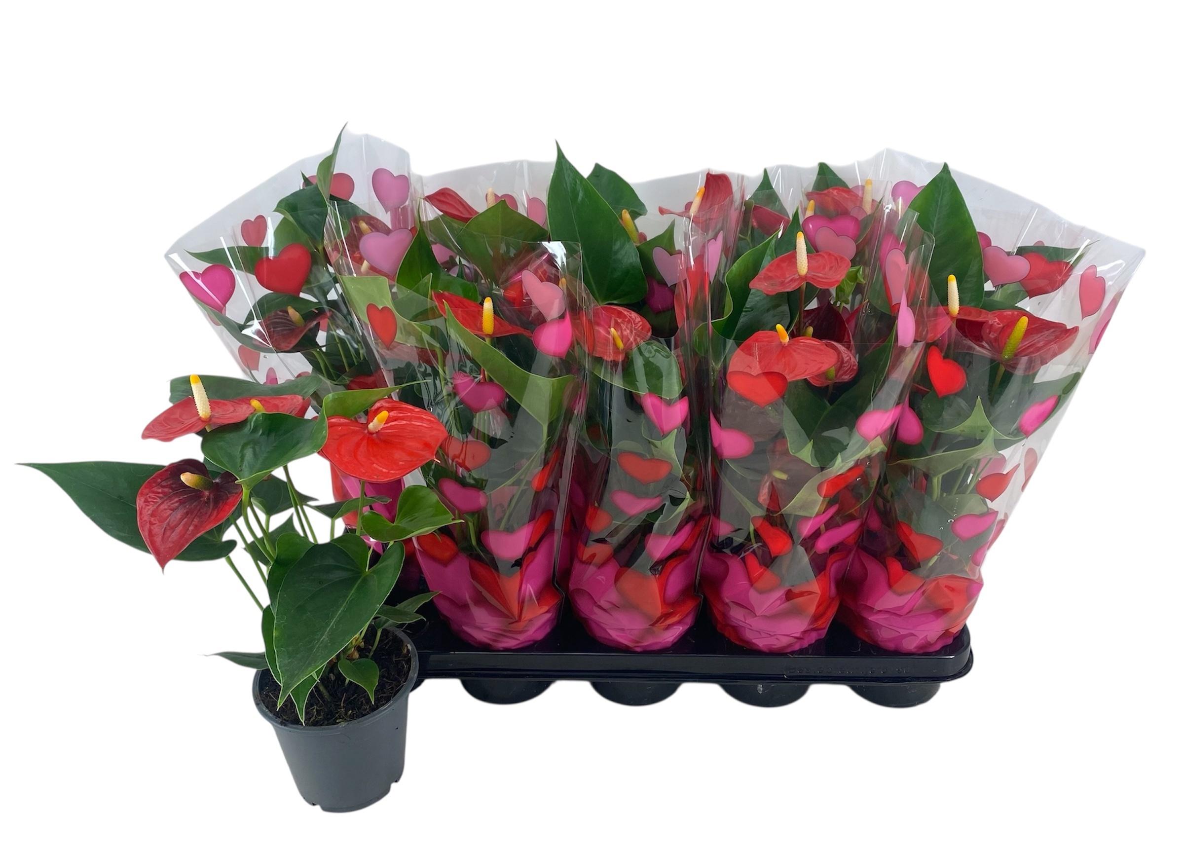 Горшечные цветы и растения оптом Anthu An Success Red от 10шт из Голландии с доставкой по России