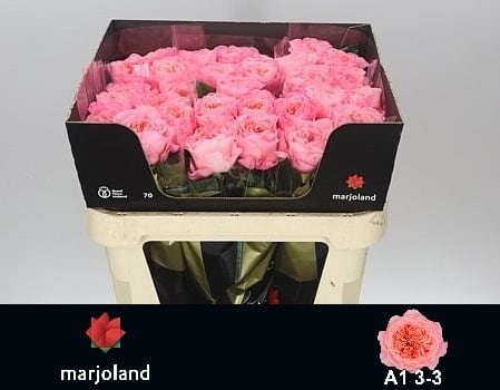 Срезанные цветы оптом Rosa garden mayfield! от 40шт из Голландии с доставкой по России