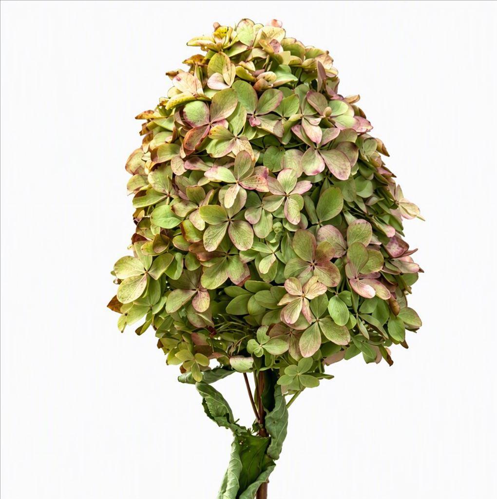 Срезанные цветы оптом Hydrangea mag candle от 20шт из Голландии с доставкой по России