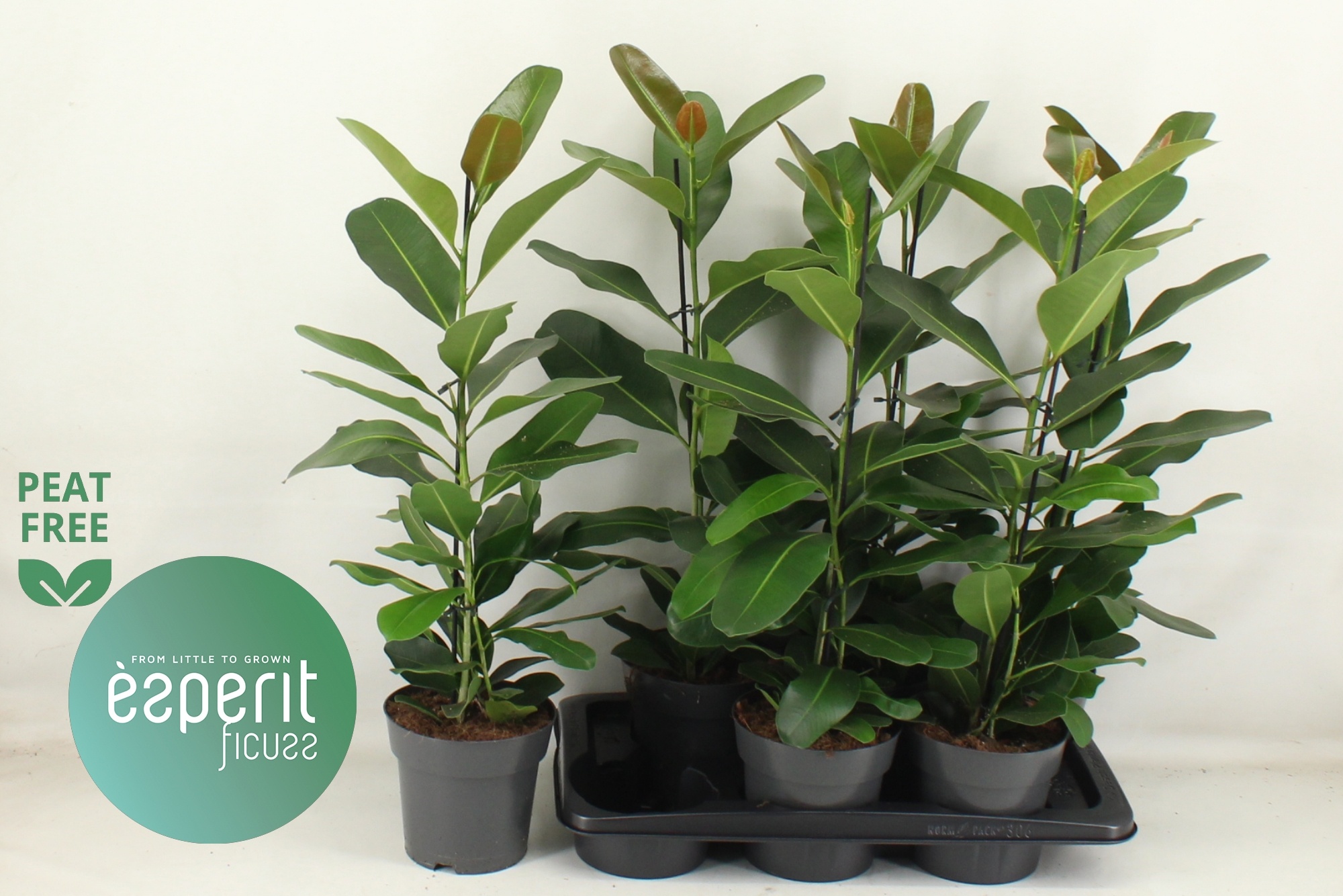 Горшечные цветы и растения оптом Fic Mi Smile от 6шт из Голландии с доставкой по России