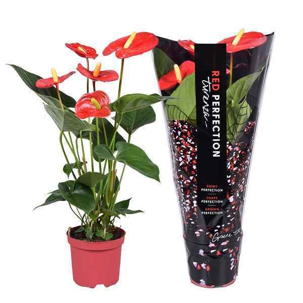 Горшечные цветы и растения оптом Anth An Turenza 4+ Perfect Red от 7шт из Голландии с доставкой по России