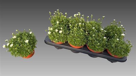 Горшечные цветы и растения оптом Saxif Ar Marto White от 8шт из Голландии с доставкой по России