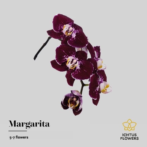 Срезанные цветы оптом Phalaenopsis margarita (per stem) от 15шт. из Голландии с доставкой по России