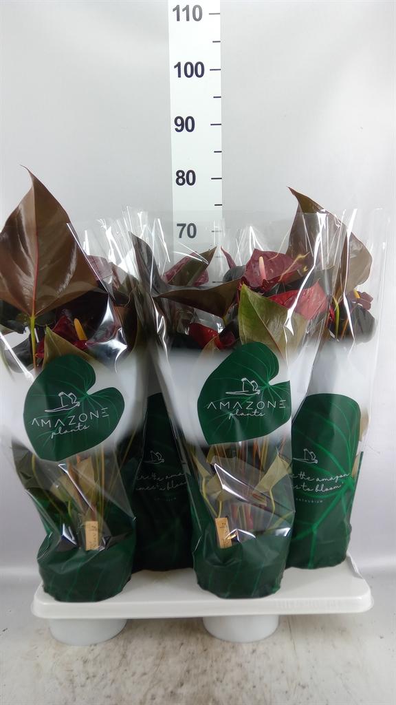 Горшечные цветы и растения оптом Anthurium Andr. delicata от 4шт из Голландии с доставкой по России