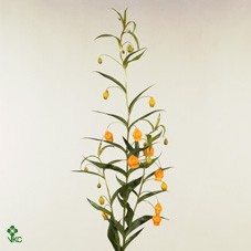Срезанные цветы оптом Sandersonia aurantiaca orange от 40шт из Голландии с доставкой по России