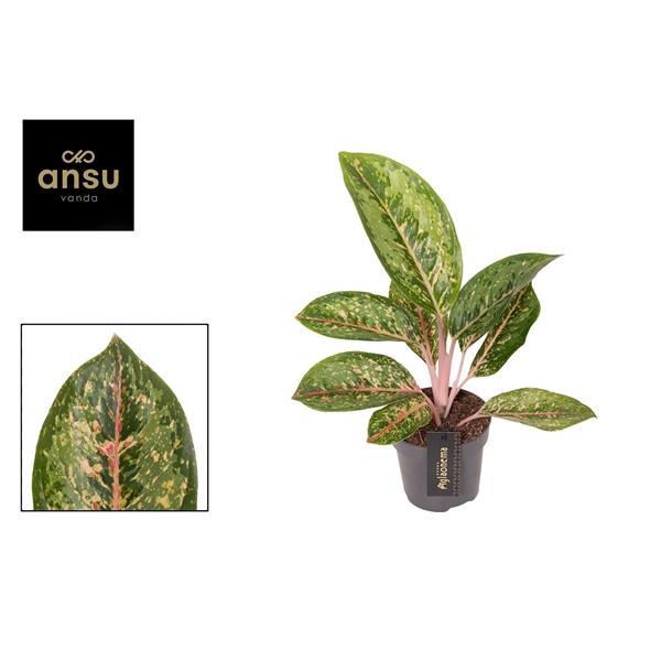 Горшечные цветы и растения оптом Aglaonema Camo Coralie от 6шт из Голландии с доставкой по России