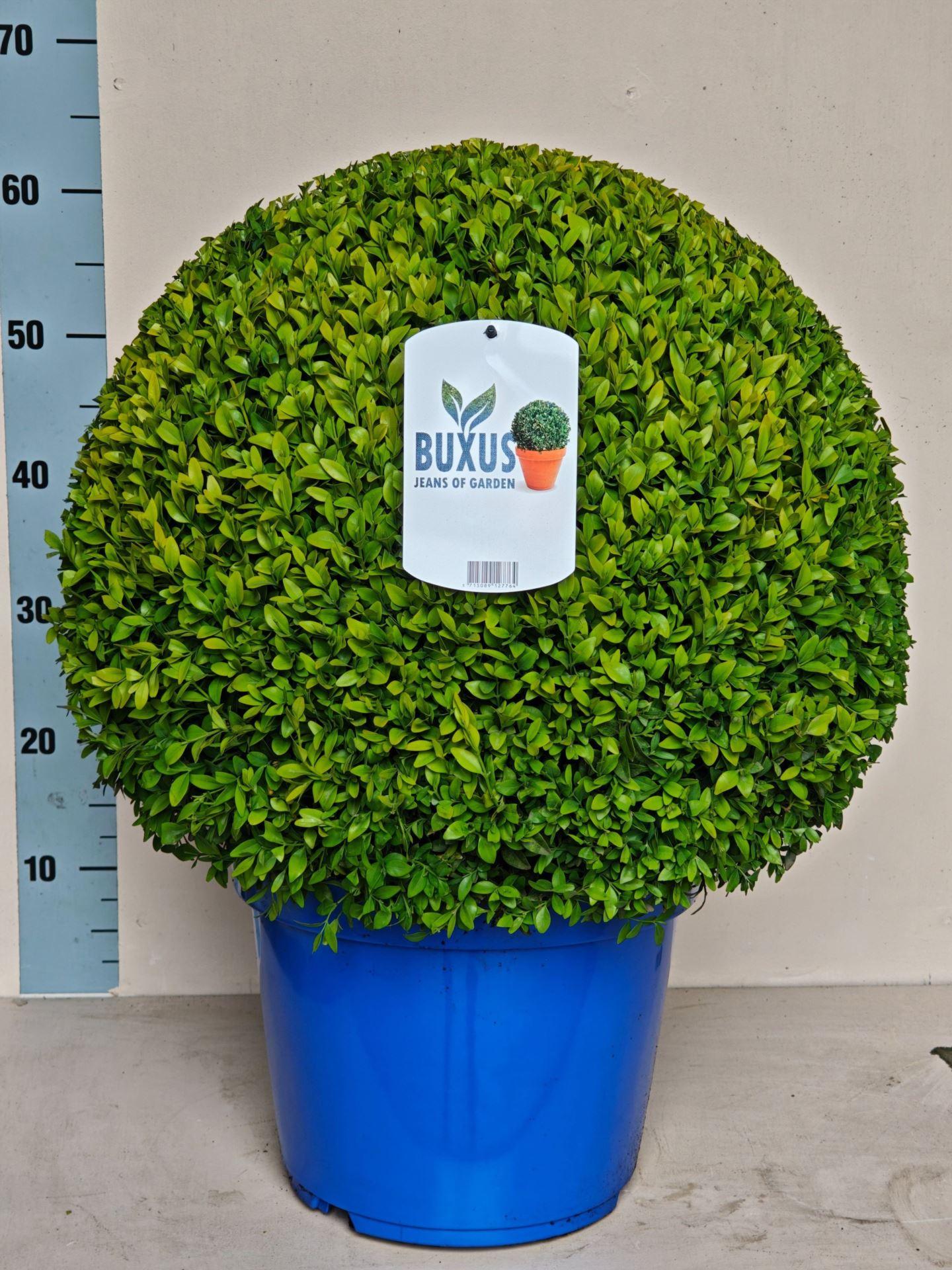 Горшечные цветы и растения оптом Buxus Semp Ball от 1шт из Голландии с доставкой по России