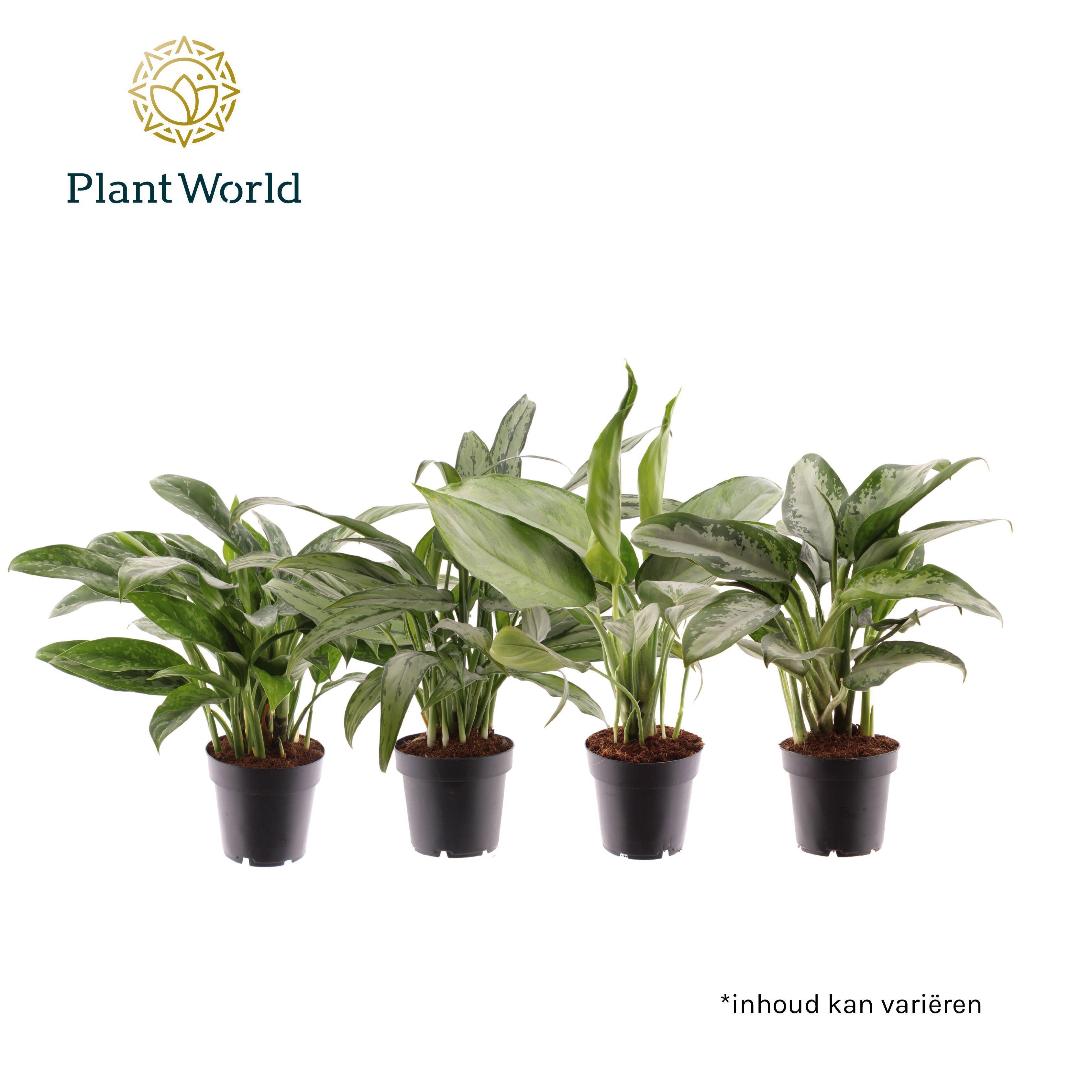 Горшечные цветы и растения оптом Aglaonema Mixed от 10шт из Голландии с доставкой по России