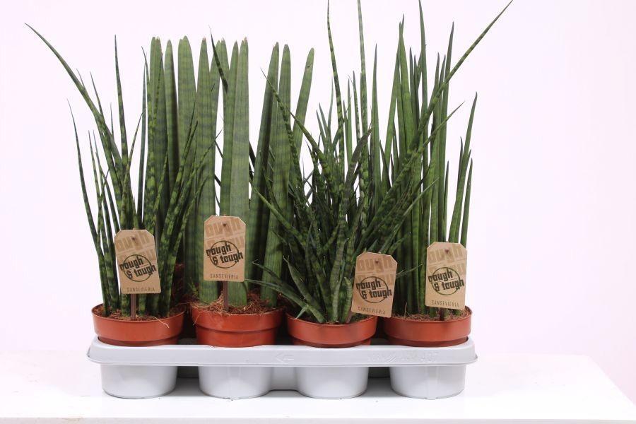 Горшечные цветы и растения оптом Sansevieria Luxe Mix от 7шт из Голландии с доставкой по России