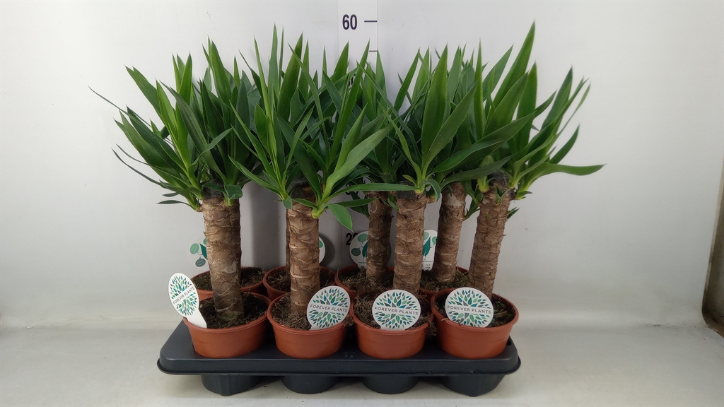 Горшечные цветы и растения оптом Yucca   ... от 8шт из Голландии с доставкой по России