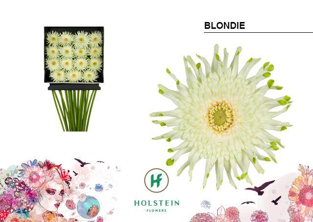 Срезанные цветы оптом Gerbera diamond gerpasta blondie от 15шт из Голландии с доставкой по России