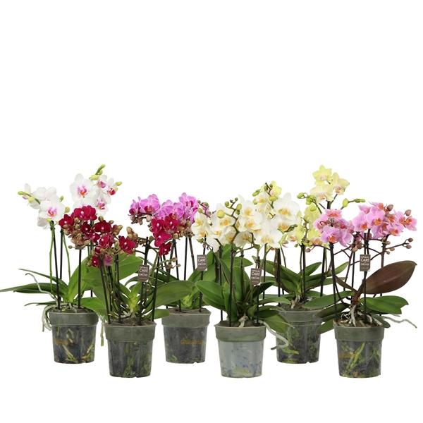 Горшечные цветы и растения оптом Phal Flora P12 Mix 3-5 Spike от 6шт из Голландии с доставкой по России