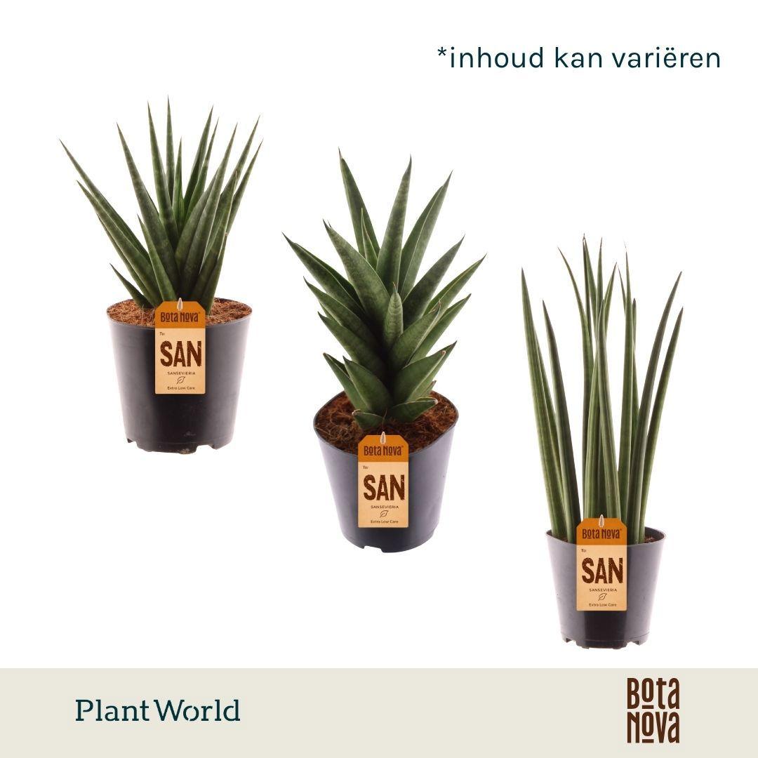 Горшечные цветы и растения оптом Sansevieria Mix Basic Mix от 10шт из Голландии с доставкой по России